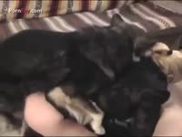 Dog sniffs and fucks the ass of kinky whore